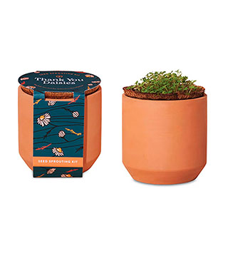Modern Sprout Tiny Terracotta Grow Kit Thank You Daisies